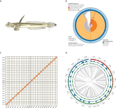 A chromosome-level genome assembly of the Walking goby (Scartelaos histophorus)